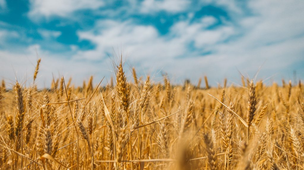 grano ucraina
