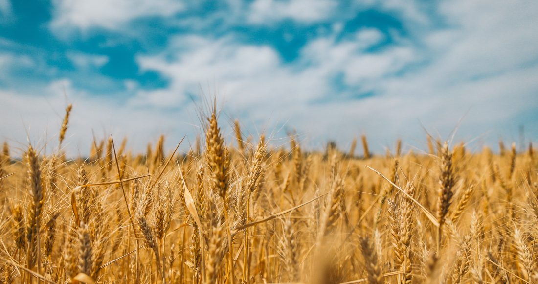 grano ucraina