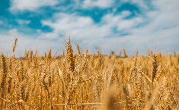 grano ucraina