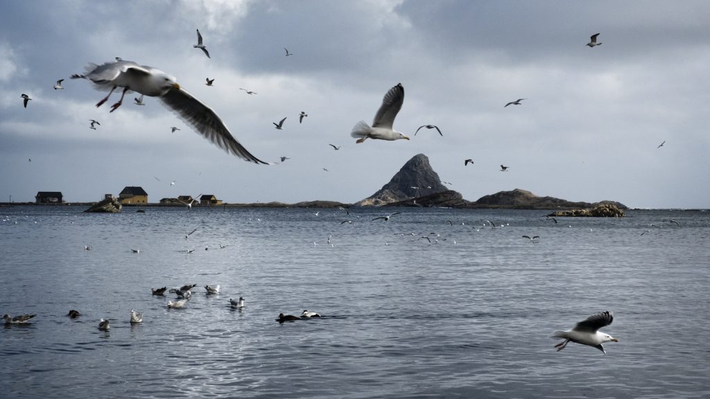 Skrei il viaggio