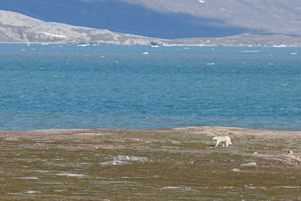 orso polare