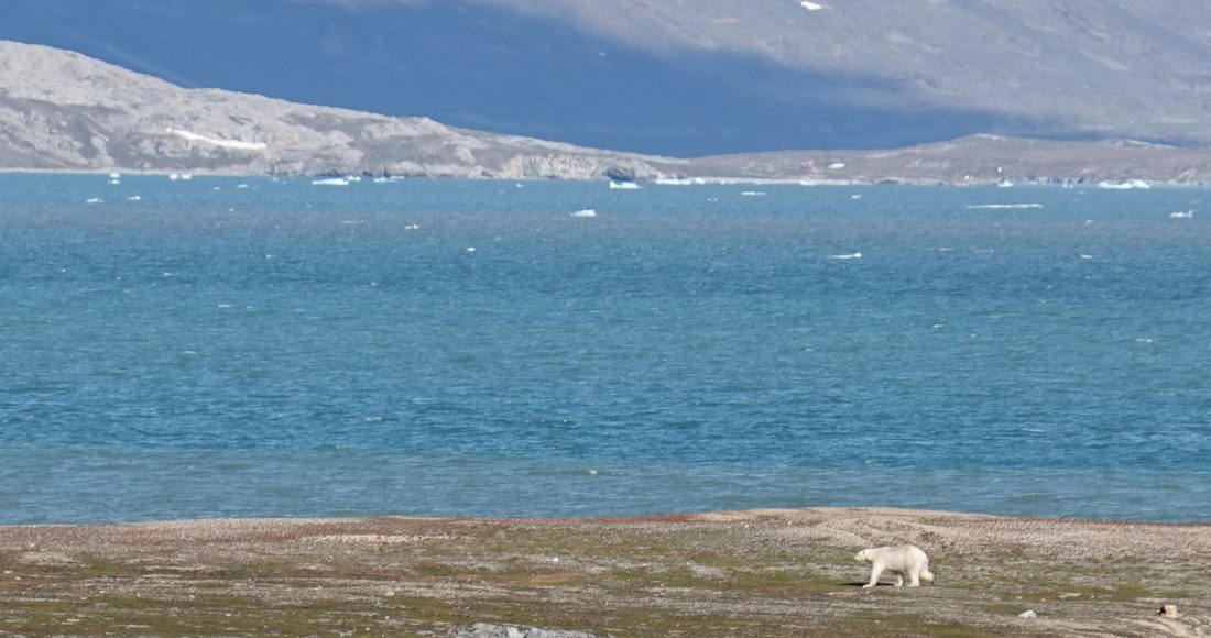 orso polare
