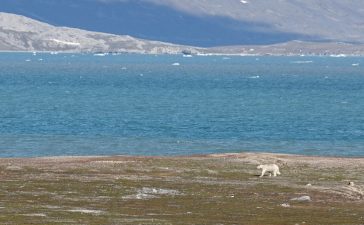 orso polare