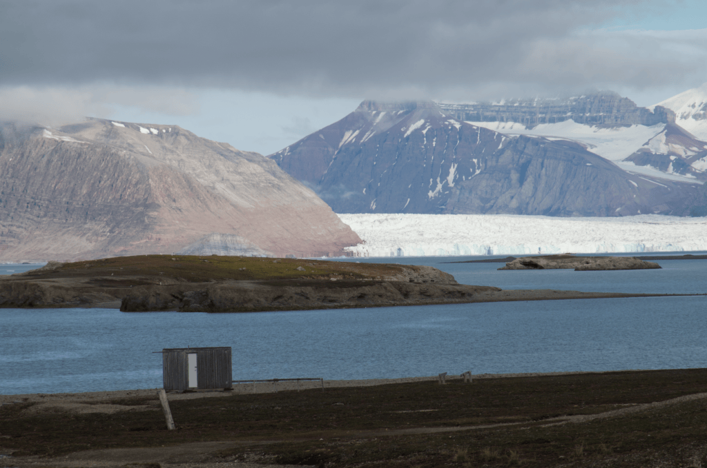 orso polare ny alesund
