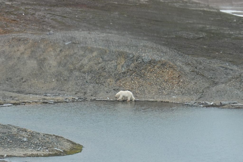 orso svalbard