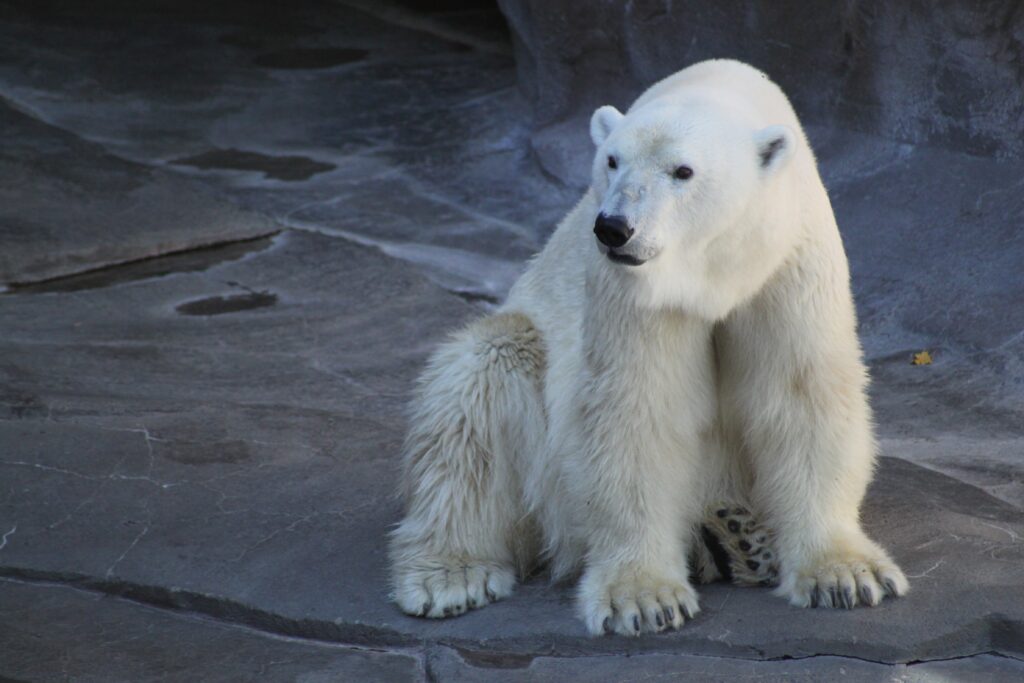 orso polare