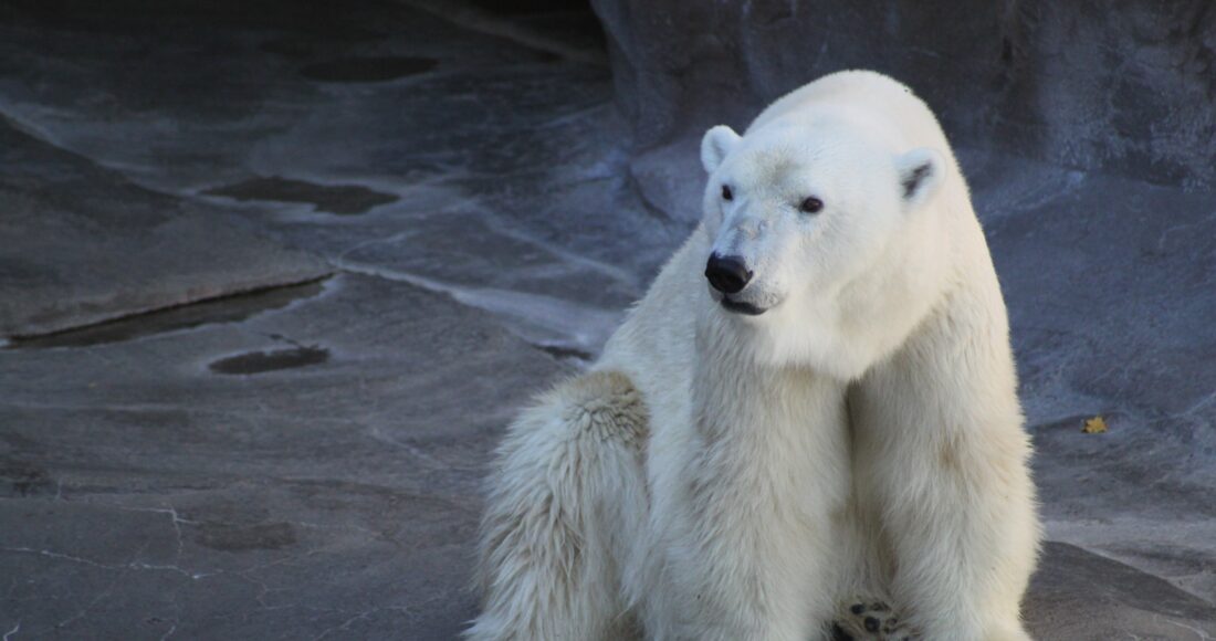 orso polare