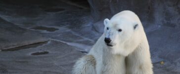 orso polare