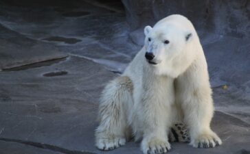orso polare