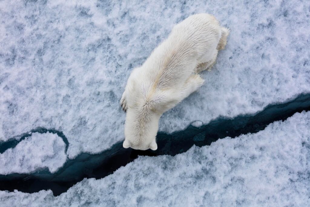 orso polare artico