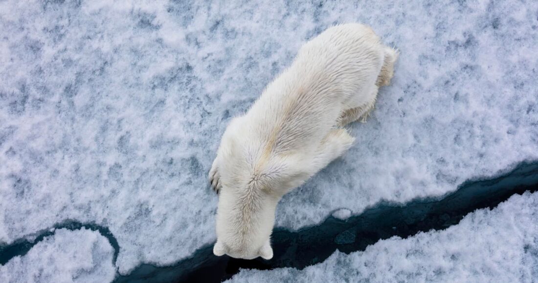 orso polare artico