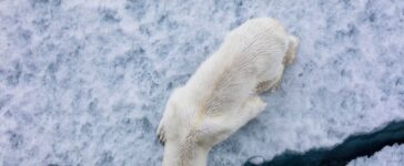 orso polare artico