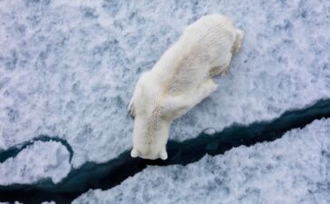 orso polare artico