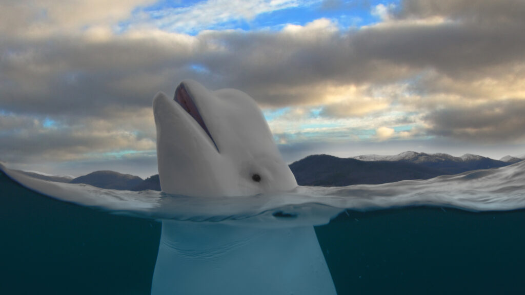Hvaldimir beluga