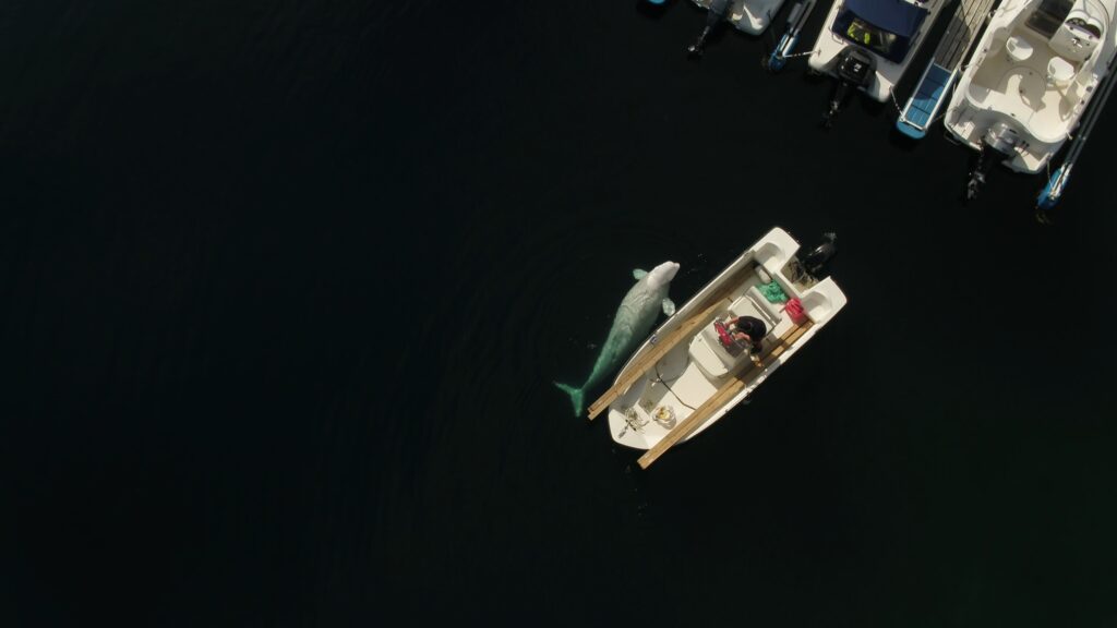 beluga norvegia
