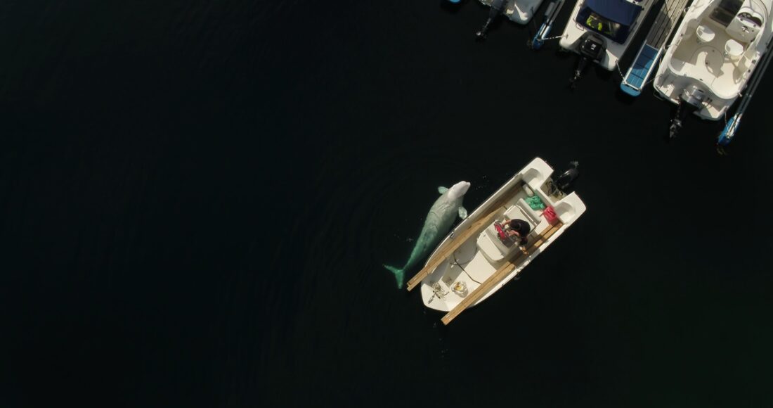 beluga norvegia