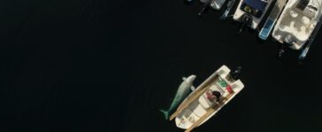 beluga norvegia