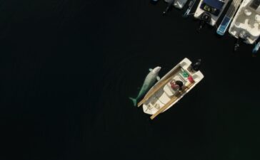 beluga norvegia