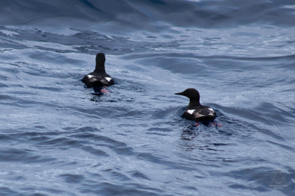 Murre dal becco grosso