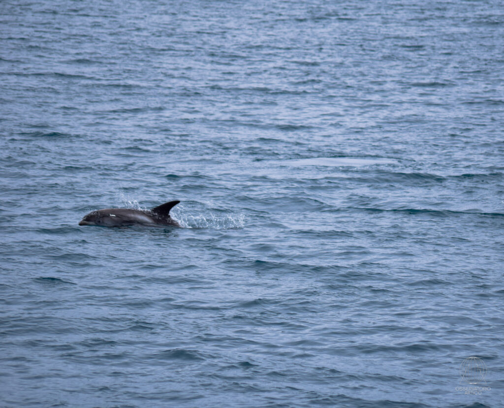 delfino