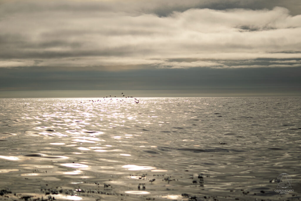 mare artico