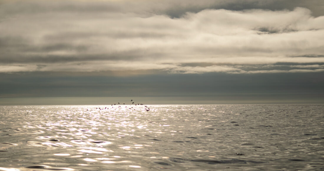 mare artico