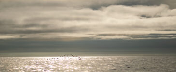 mare artico
