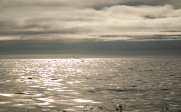 mare artico