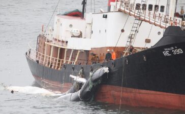 balena caccia islanda