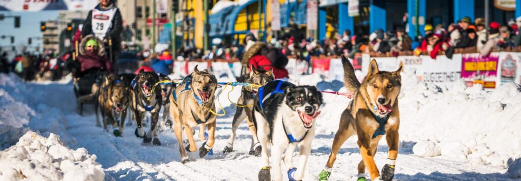 Iditarod dog race
