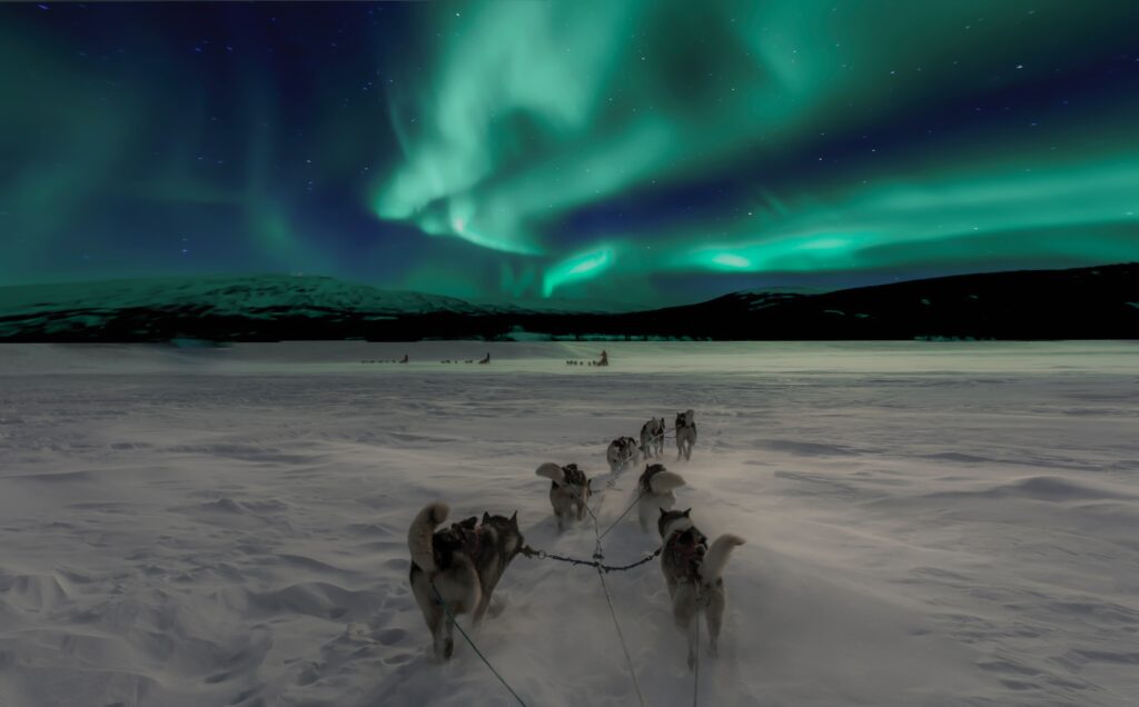Kirkenes-sled-dogs