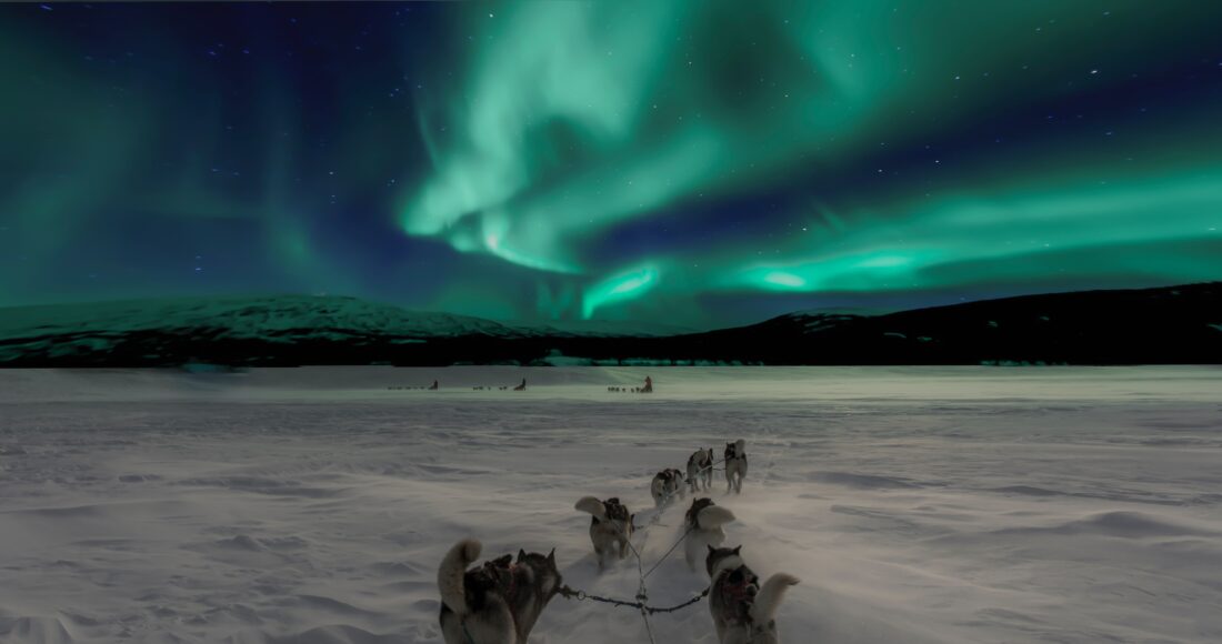 Kirkenes-sled-dogs