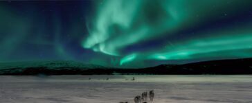 Kirkenes-sled-dogs