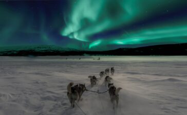 Kirkenes-sled-dogs