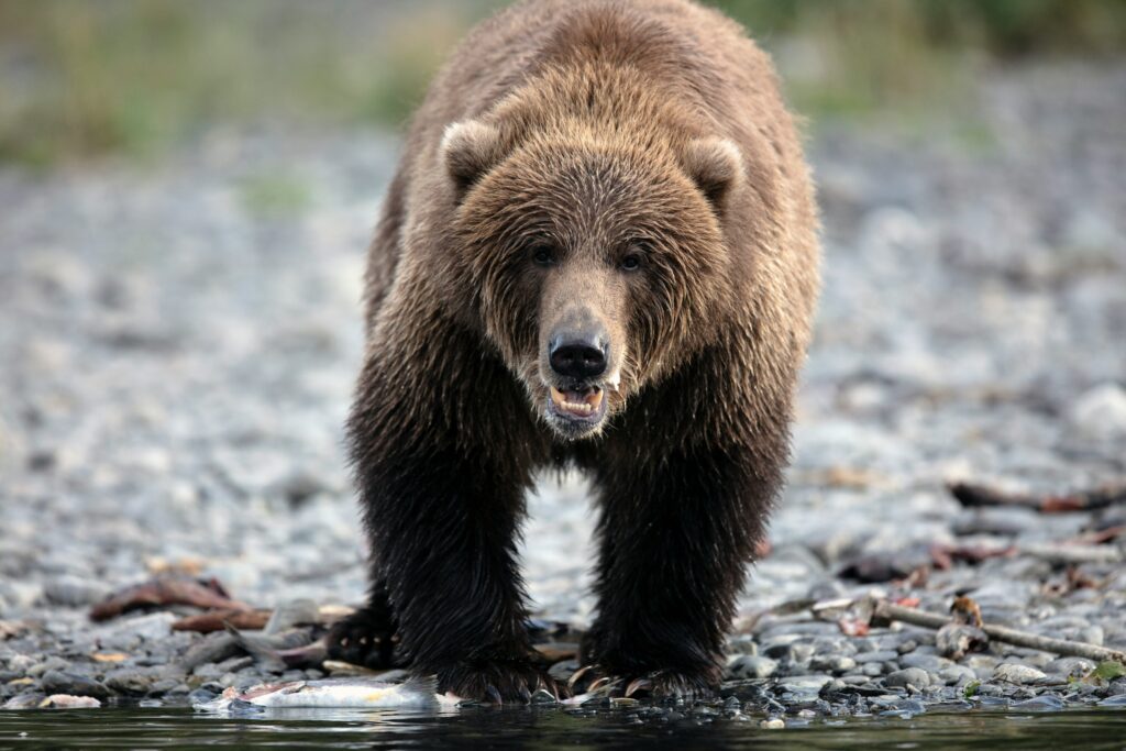 grizzly