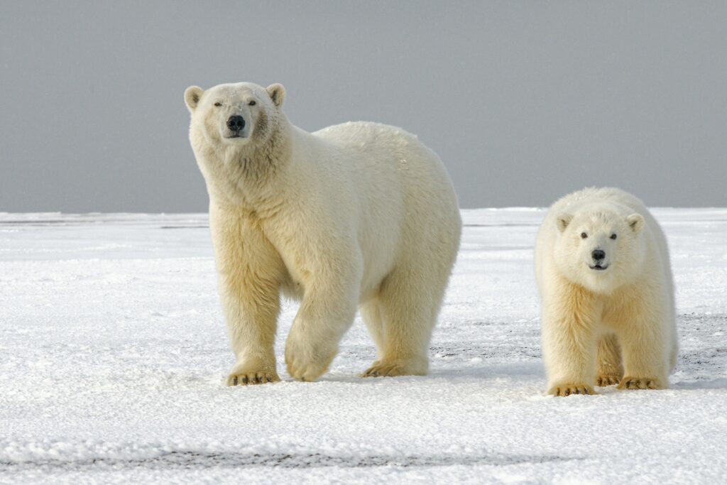 orso bianco