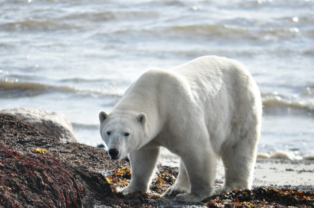 orso polare