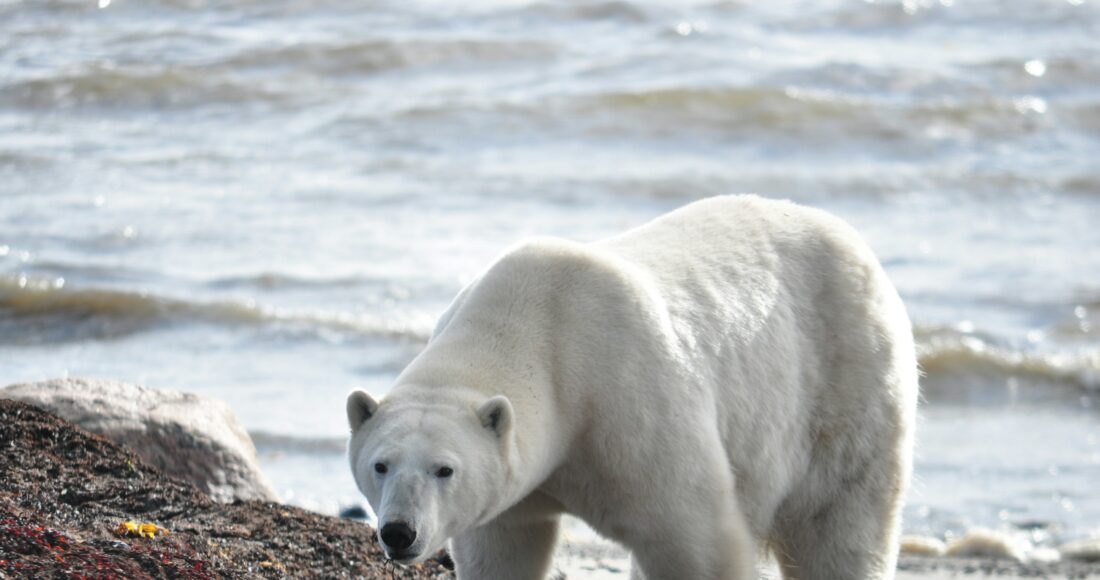 orso polare