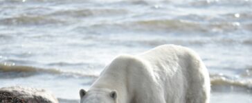 orso polare