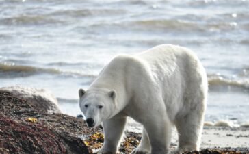 orso polare