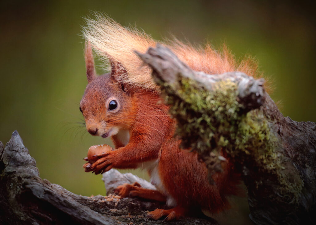 alaskapox squirrel