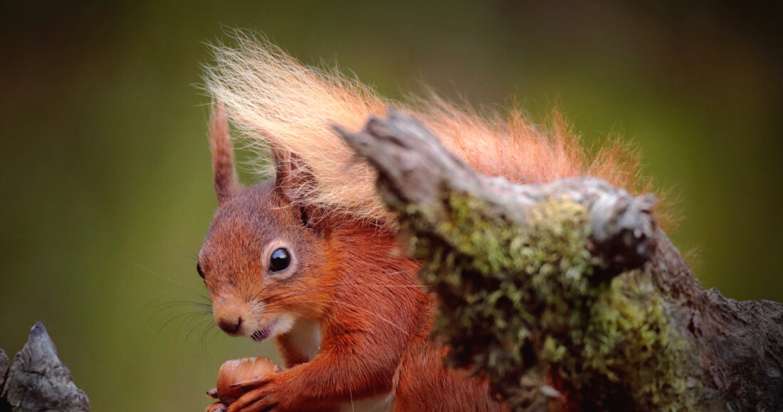 alaskapox squirrel
