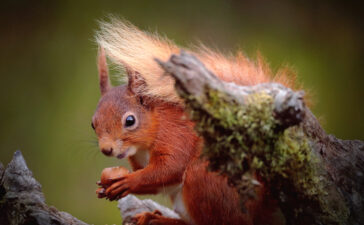 alaskapox squirrel