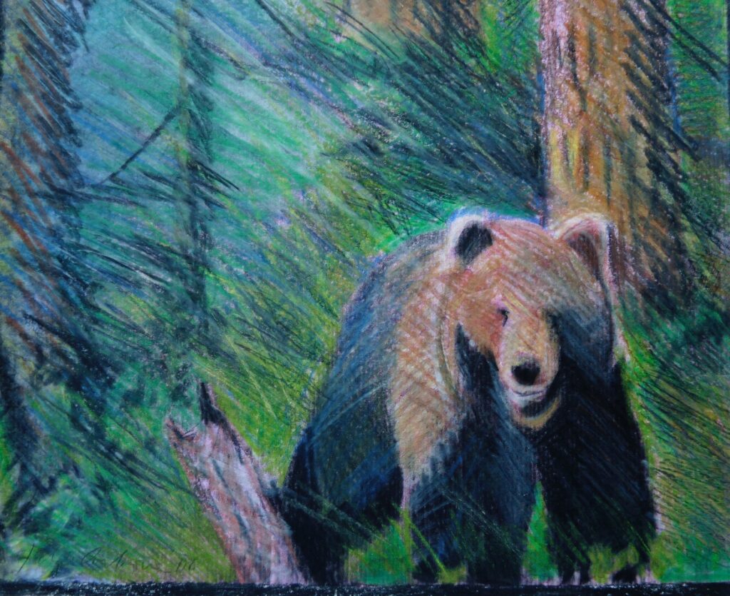 disegno orso