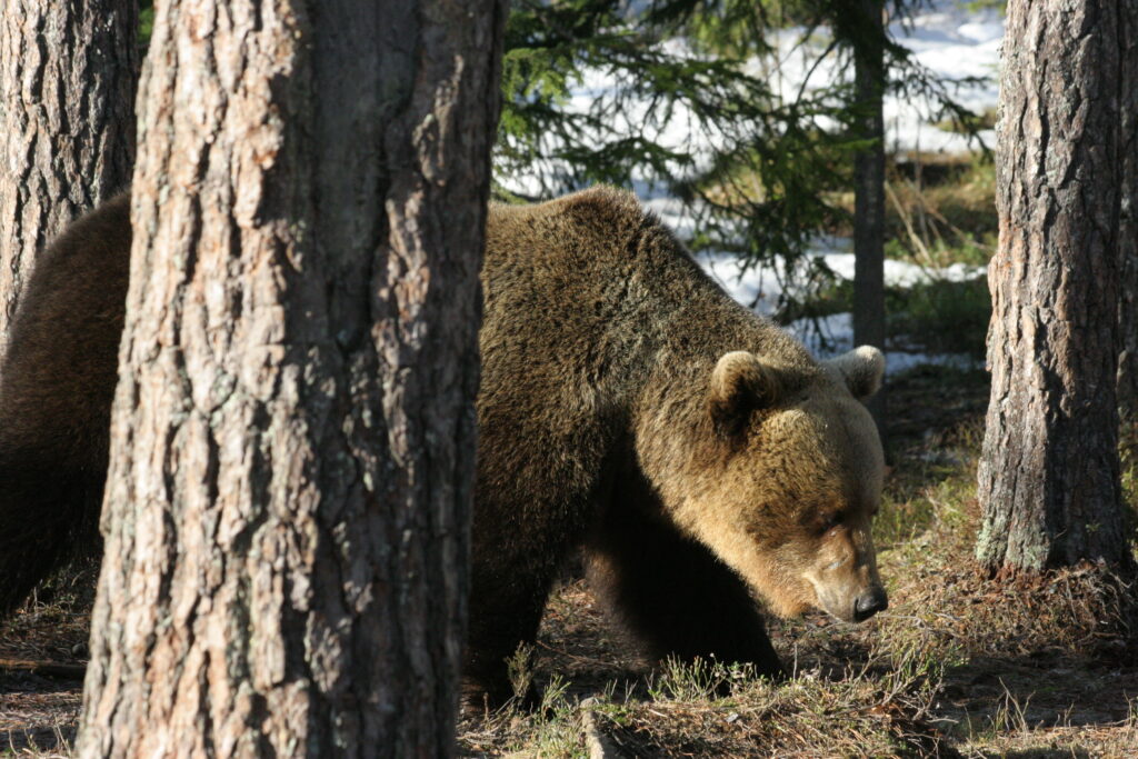 orso bruno finlandia