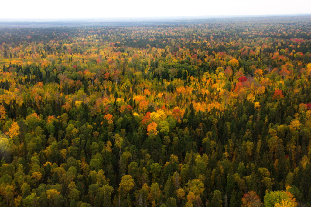 taiga siberiana