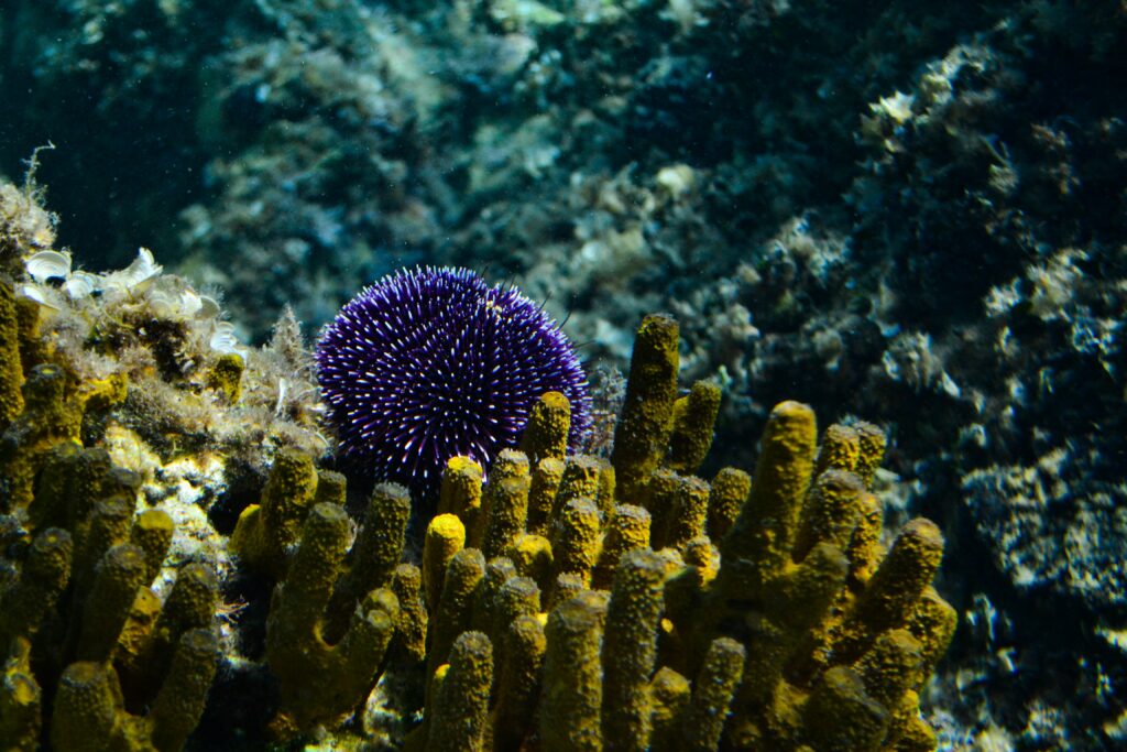 coral