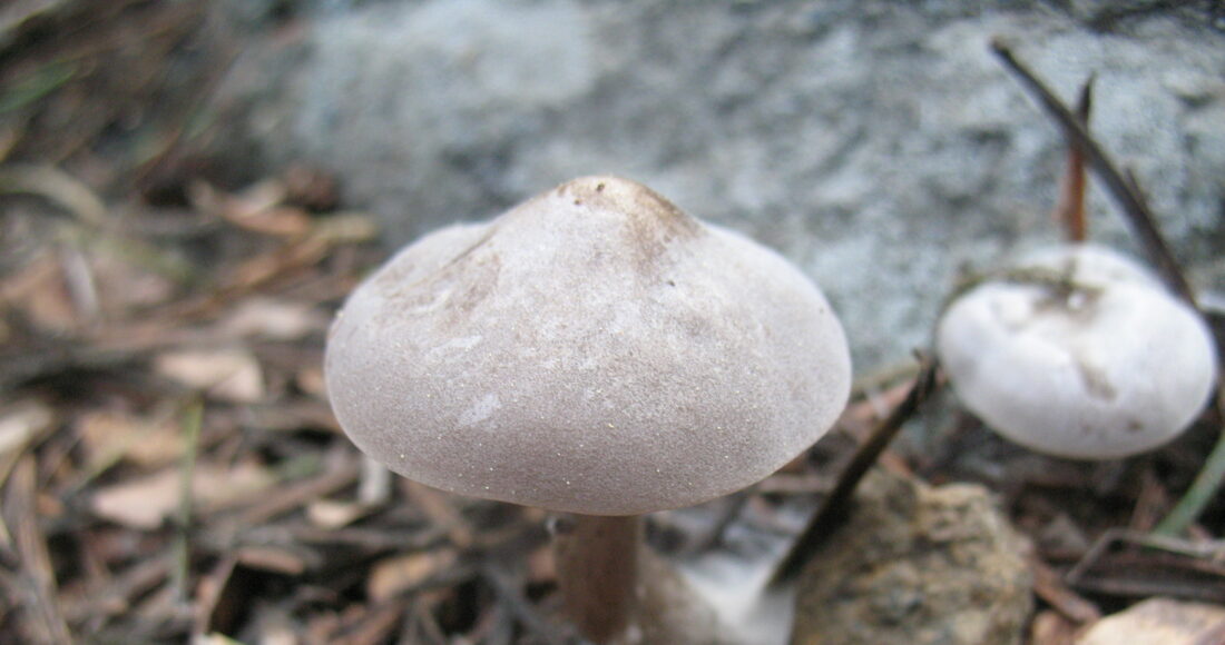 Clitocybe glacialis