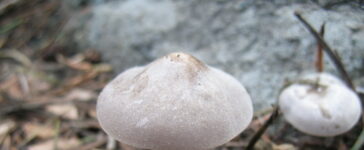 Clitocybe glacialis