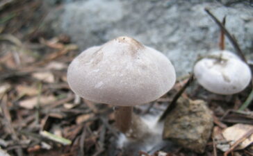 Clitocybe glacialis